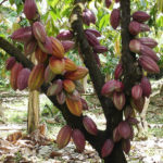 training-manajemen-agribisnis-kakao